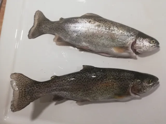 Regenbogenforelle