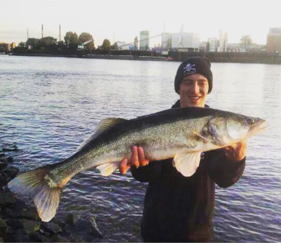 Zander