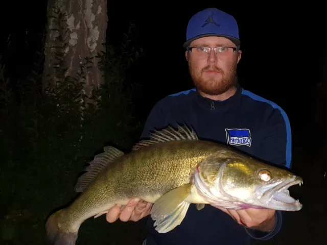 Zander