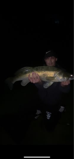 Zander