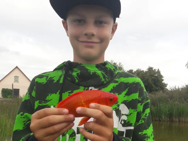 Goldfisch