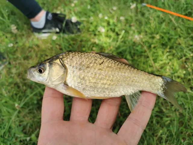 Karausche