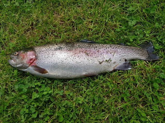 Regenbogenforelle