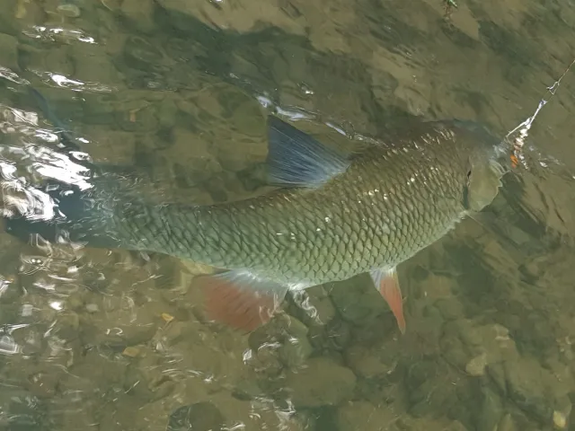 Döbel