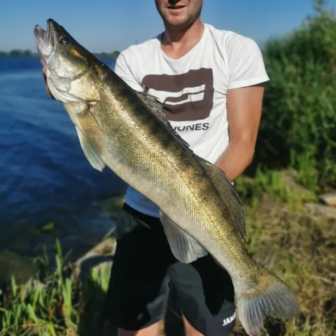 Zander