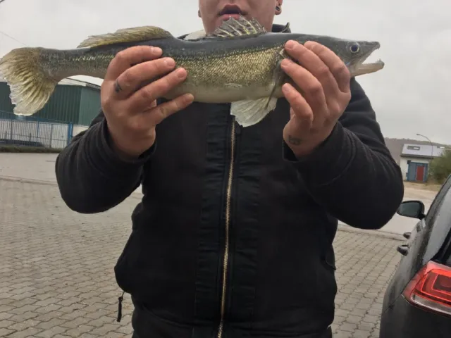Zander