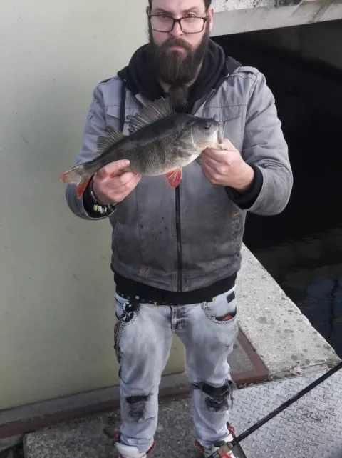 Flussbarsch
