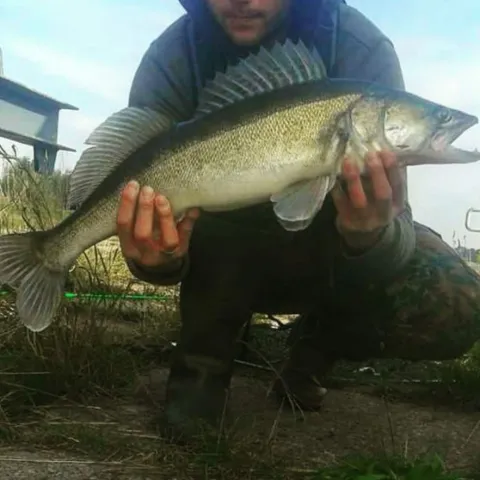 Zander