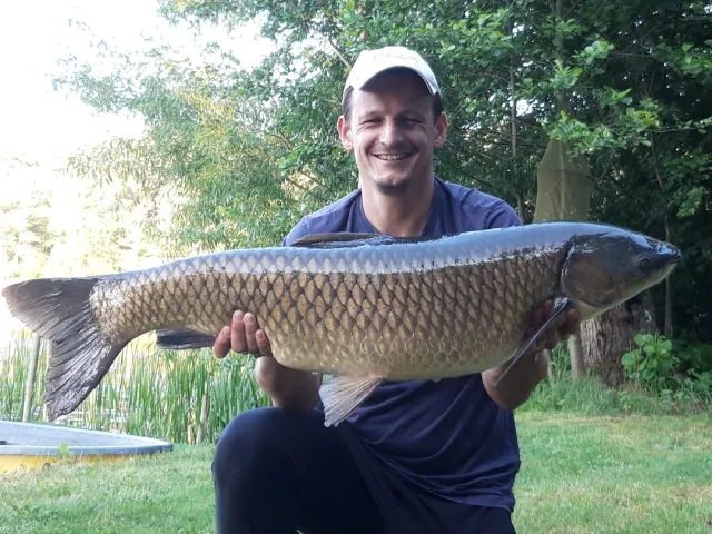 Graskarpfen