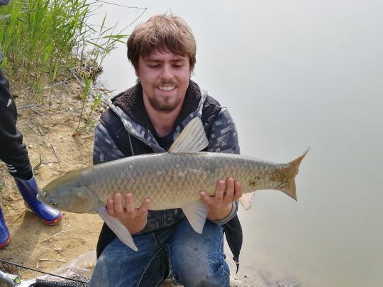 Graskarpfen