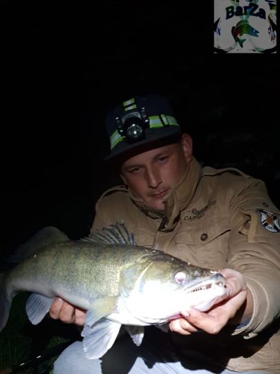 Zander