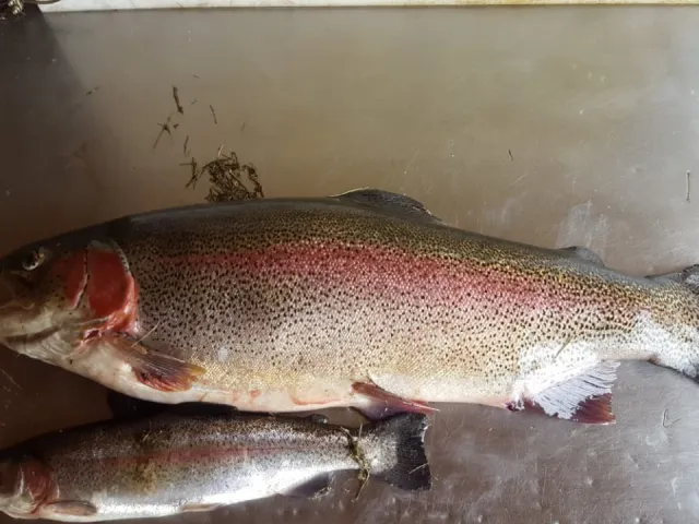 Regenbogenforelle