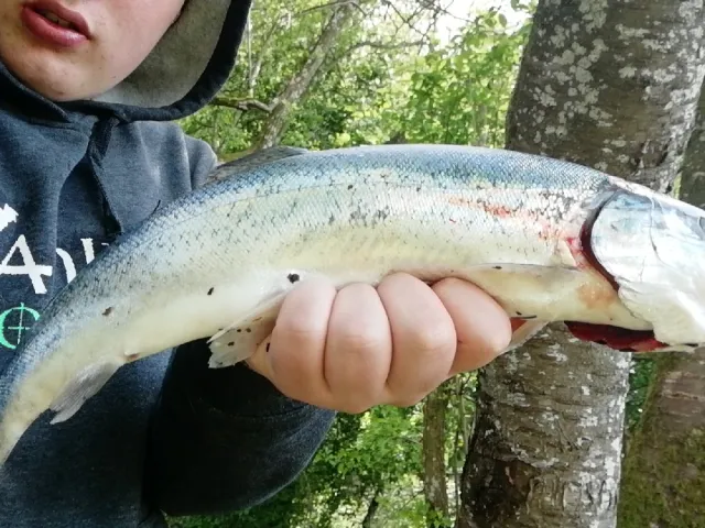 Regenbogenforelle