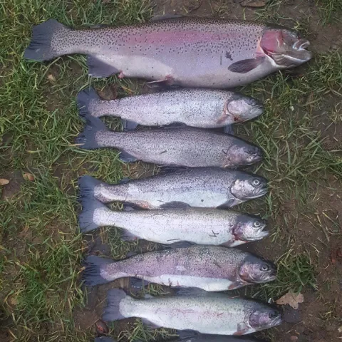 Regenbogenforelle
