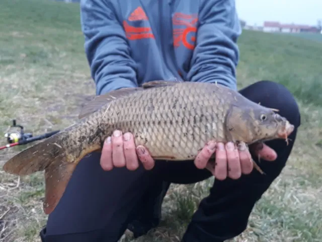 Karpfen