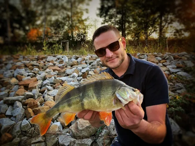 Flussbarsch