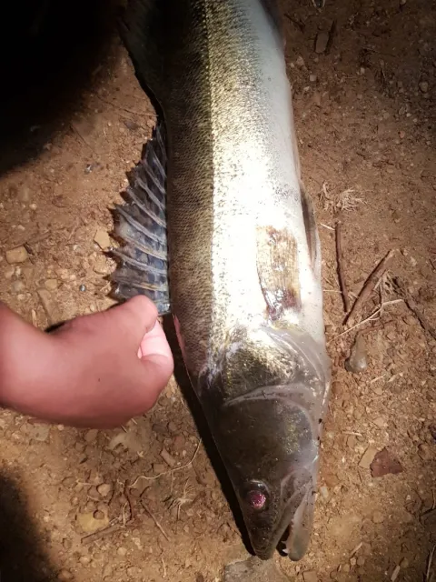 Zander