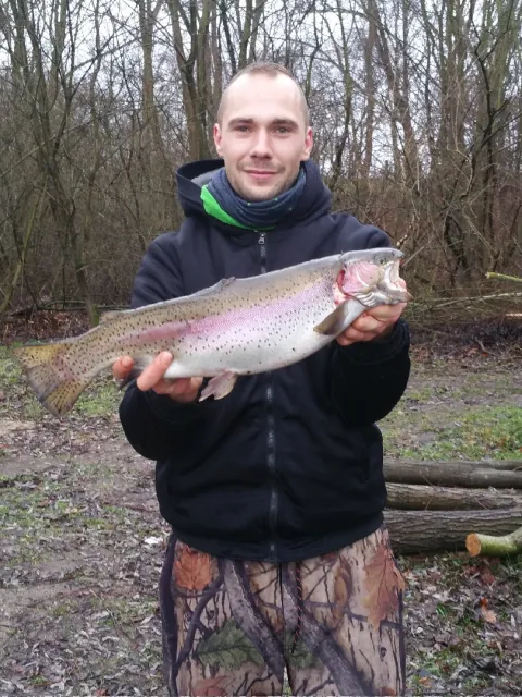Regenbogenforelle