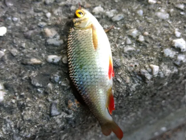 Rotfeder