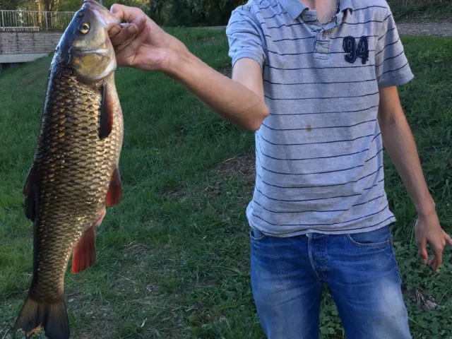 Döbel