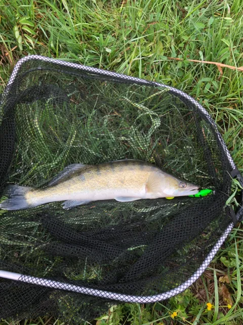 Zander