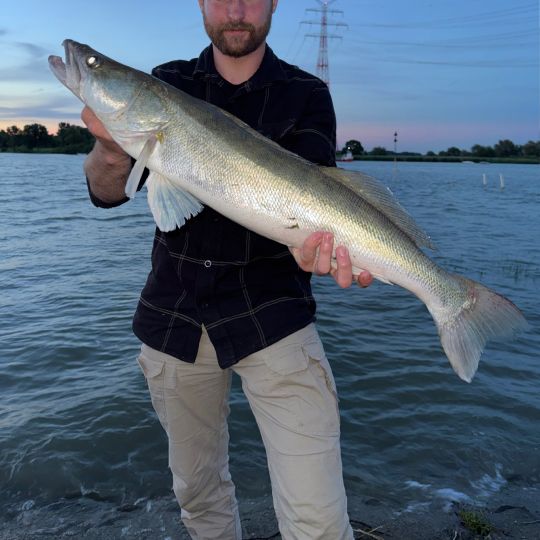 Zander