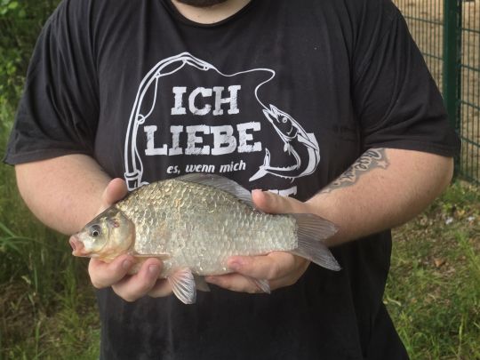 Karausche