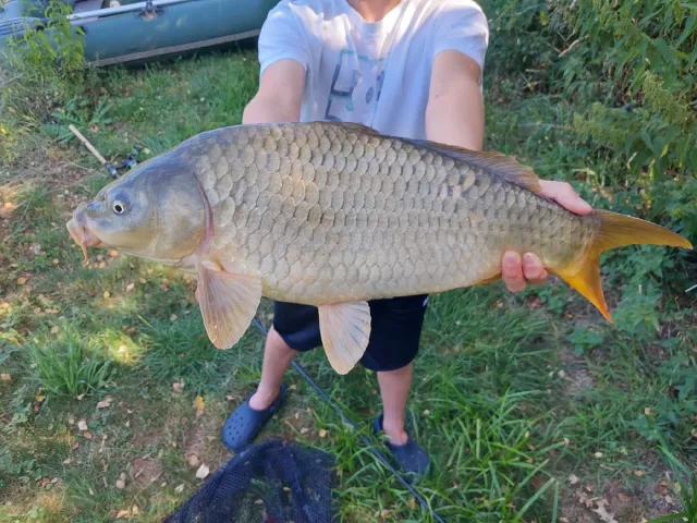 Karpfen