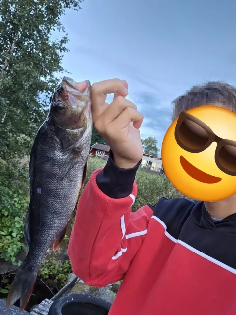 Flussbarsch