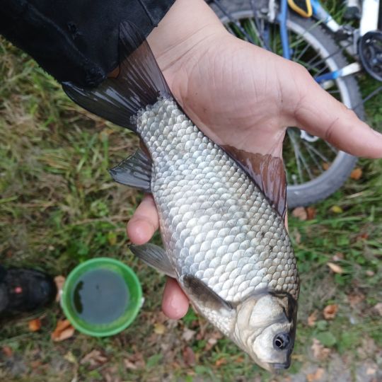 Giebel