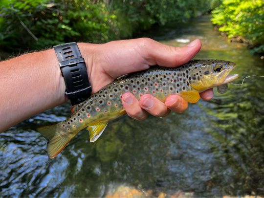 Bachforelle