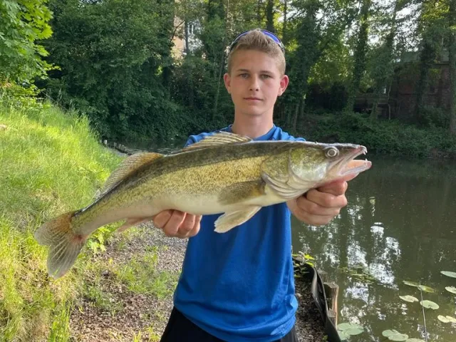 Zander