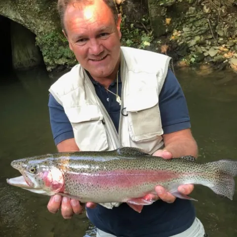 Regenbogenforelle
