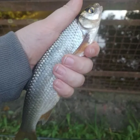 Döbel