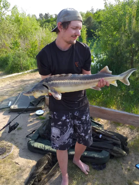 Stör