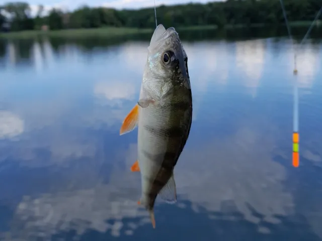 Flussbarsch