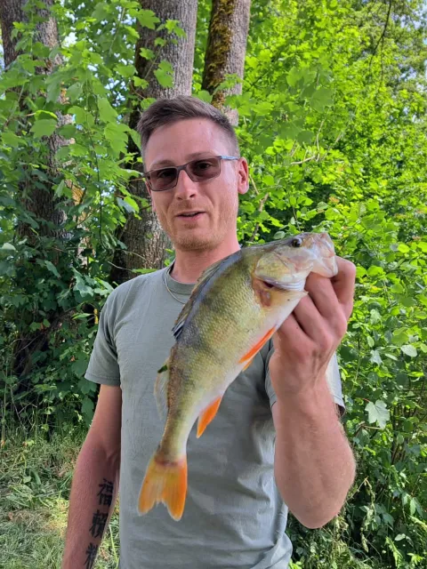 Flussbarsch
