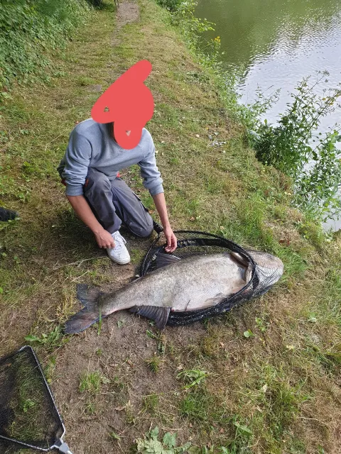 Marmorkarpfen