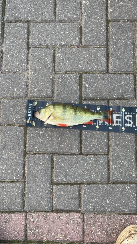 Flussbarsch