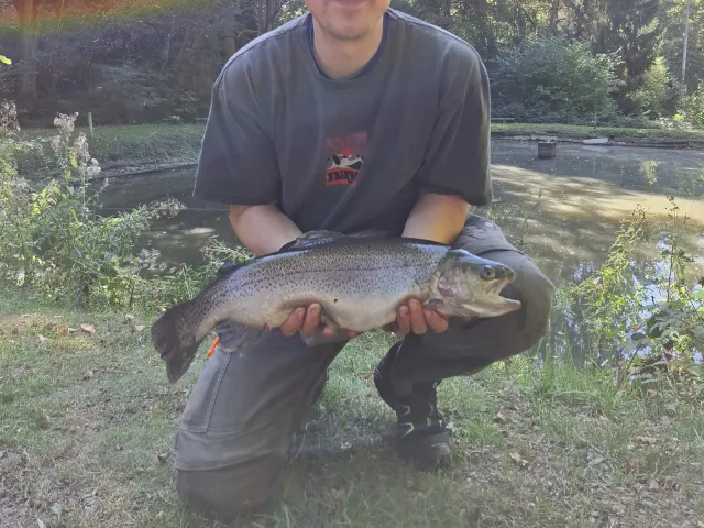 Regenbogenforelle