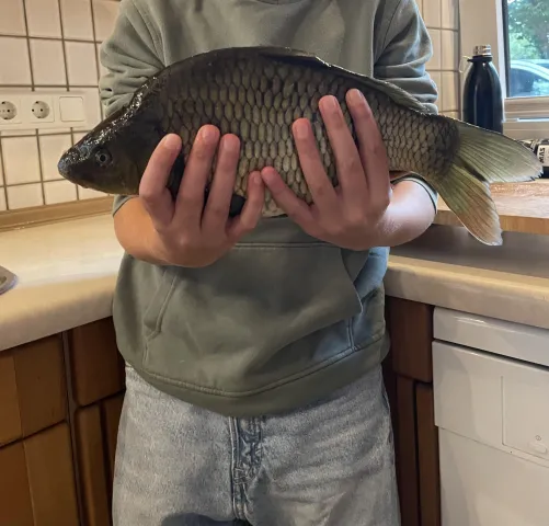 Giebel