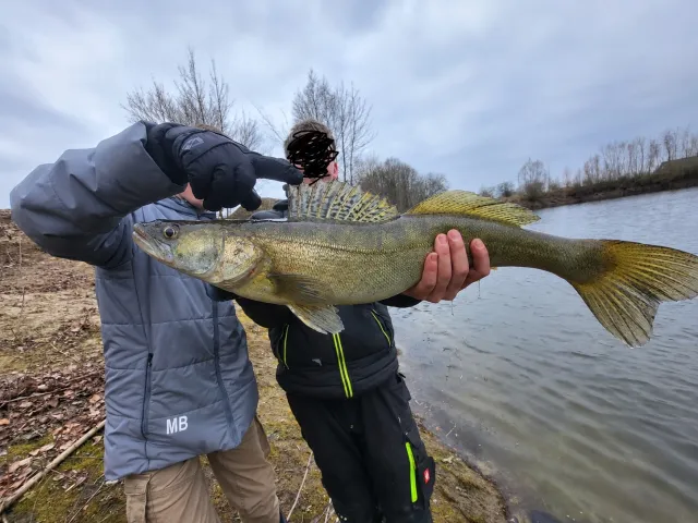 Zander