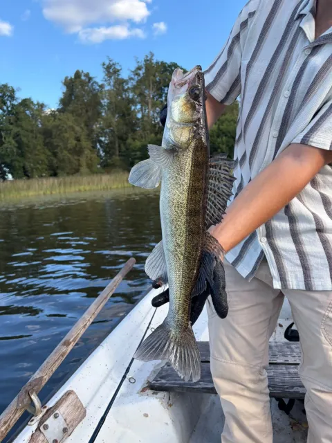 Zander