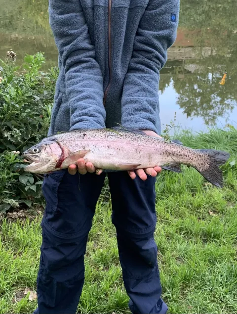 Regenbogenforelle