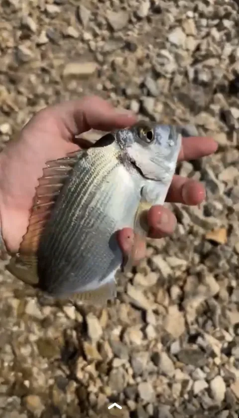 Dorade