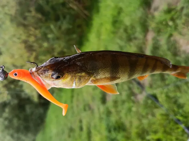 Flussbarsch