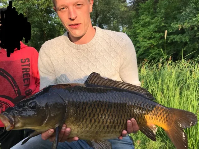 Karpfen