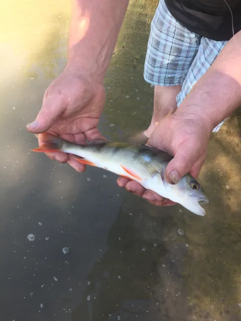 Flussbarsch