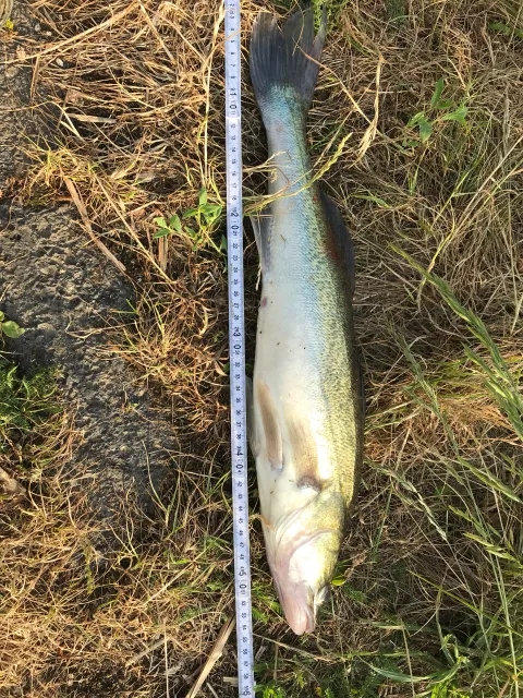 Zander