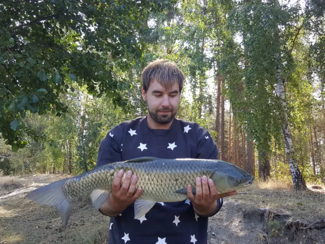 Graskarpfen